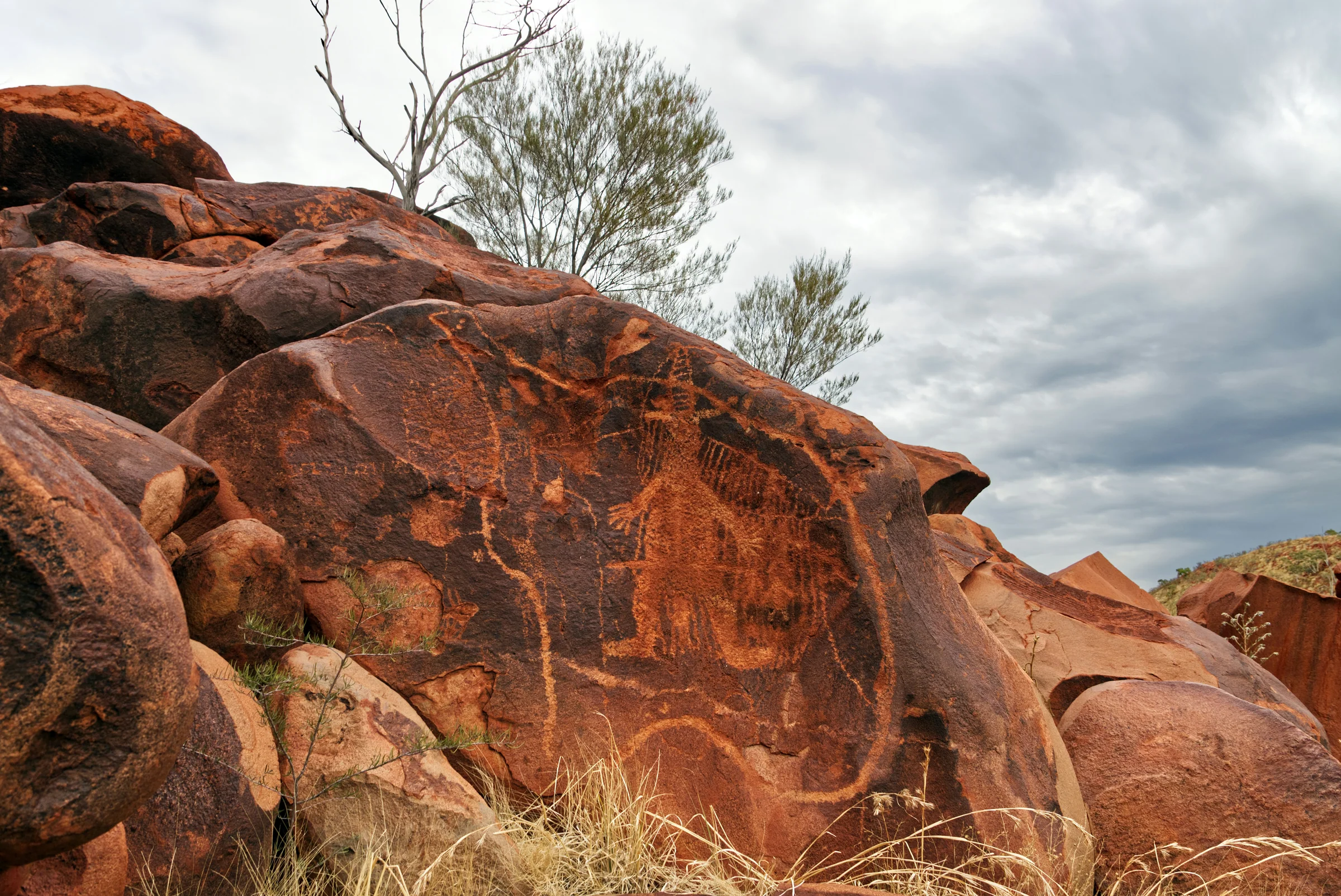 Australia’s Ultimate Superfood Secret