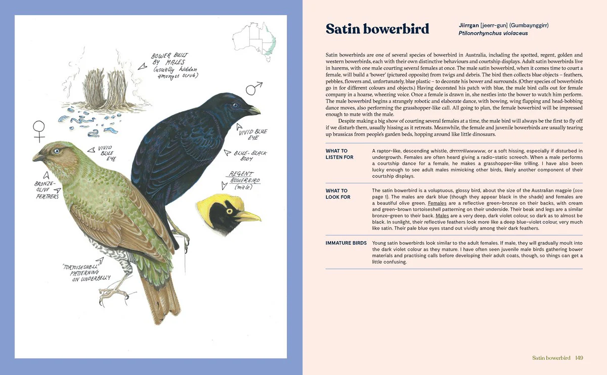 100 Australian Birds - Image 3