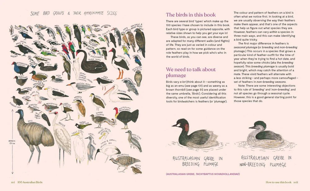 100 Australian Birds - Image 4