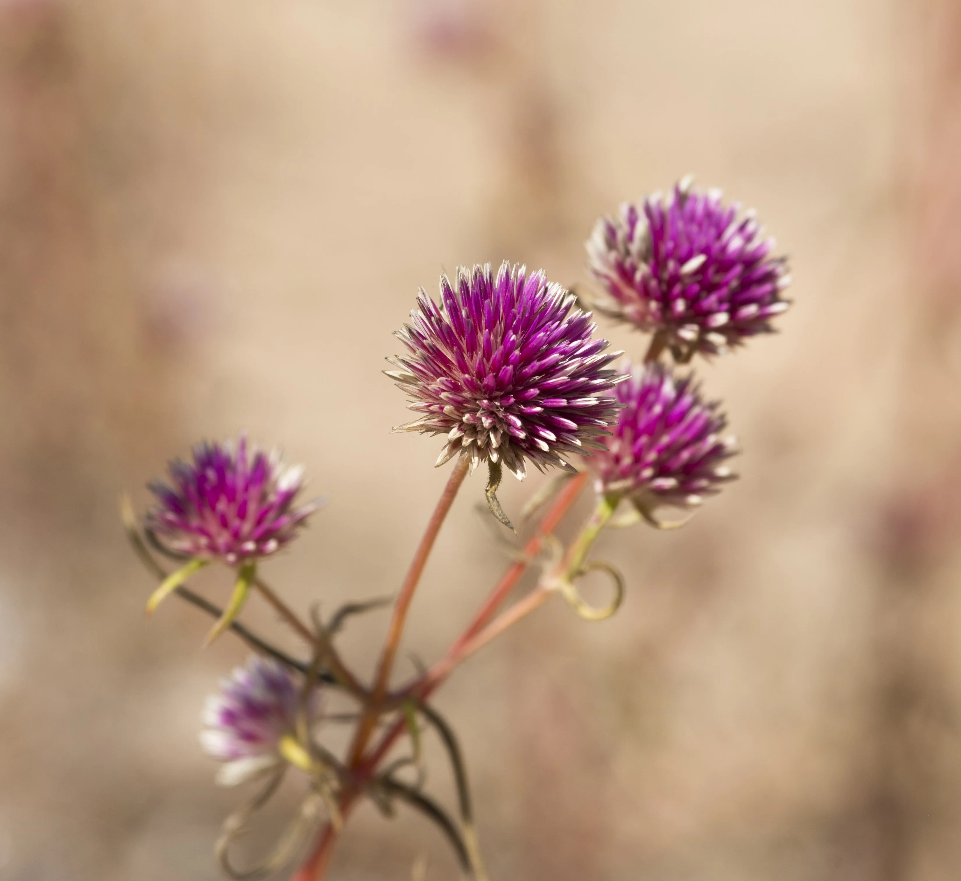 Bush Blossom Butter - Image 2