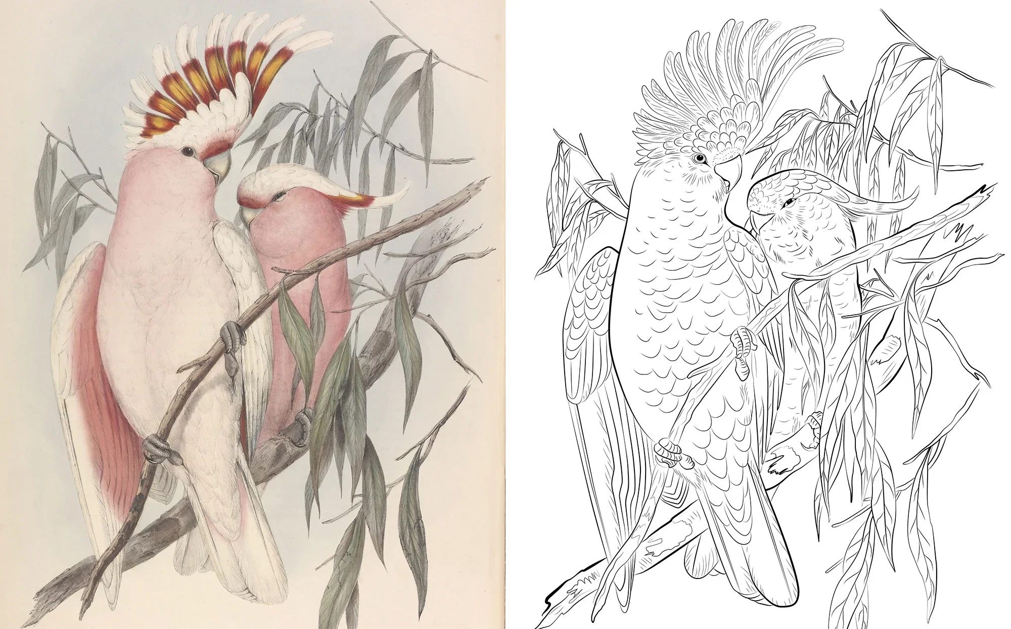 Colouring Australian Birds - Fifth Edition - Image 3