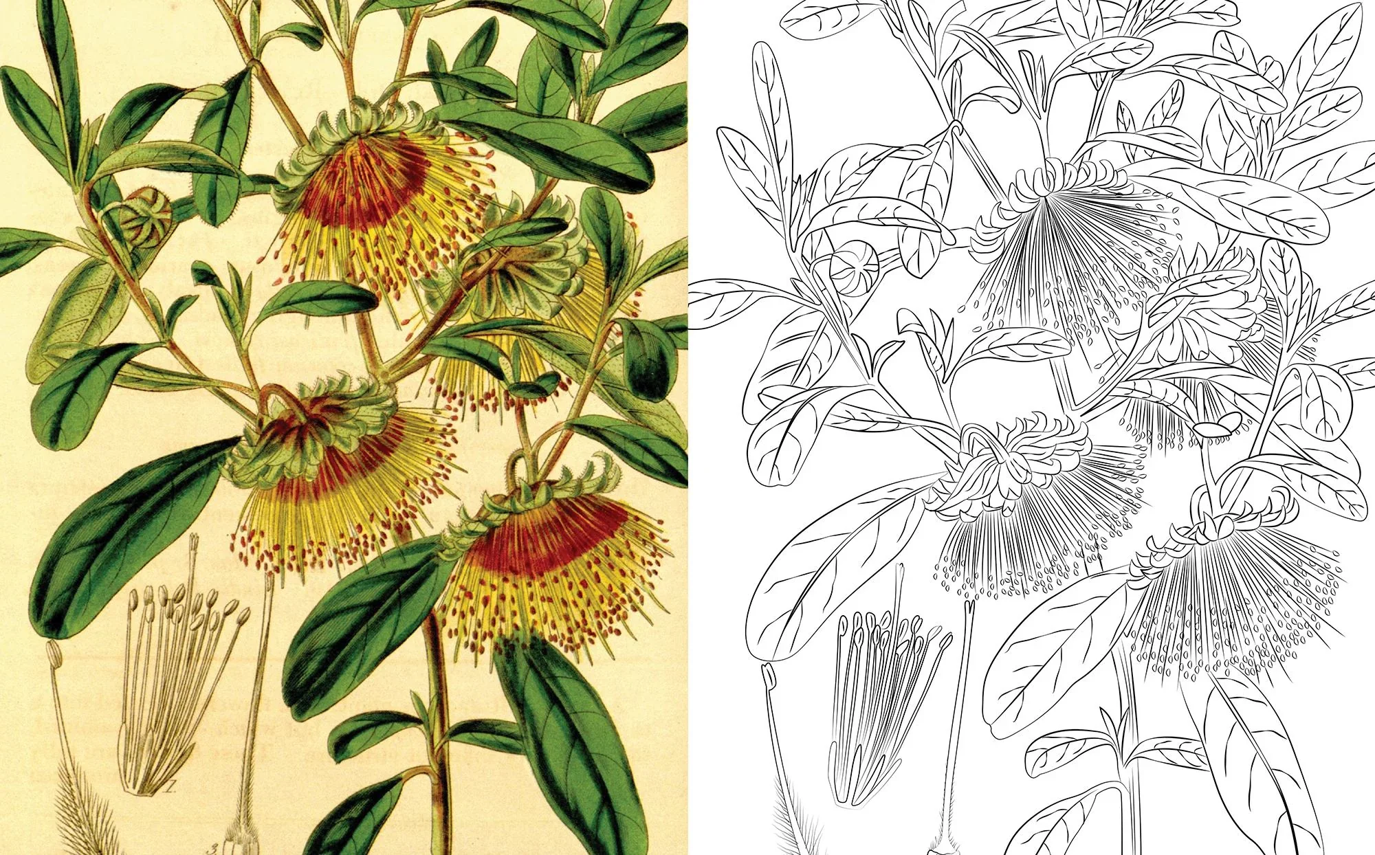 Colouring Australian Flowers - Fifth Edition - Image 3