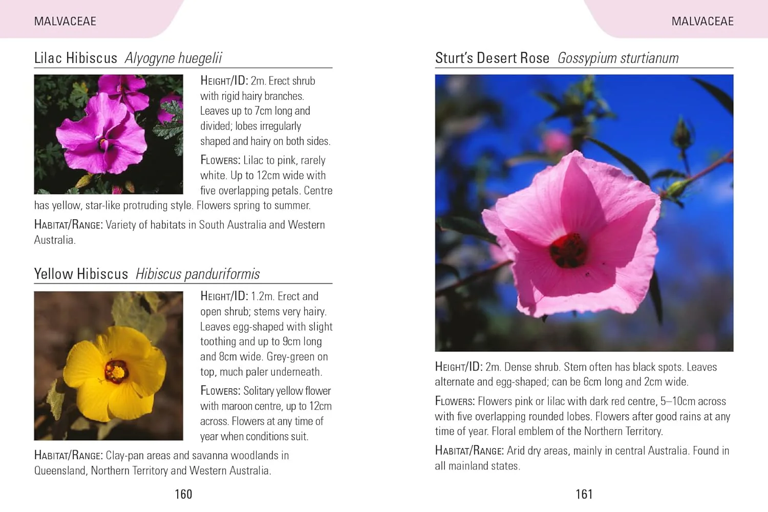 Reed Concise Guides: Wildflowers Of Australia - Image 2