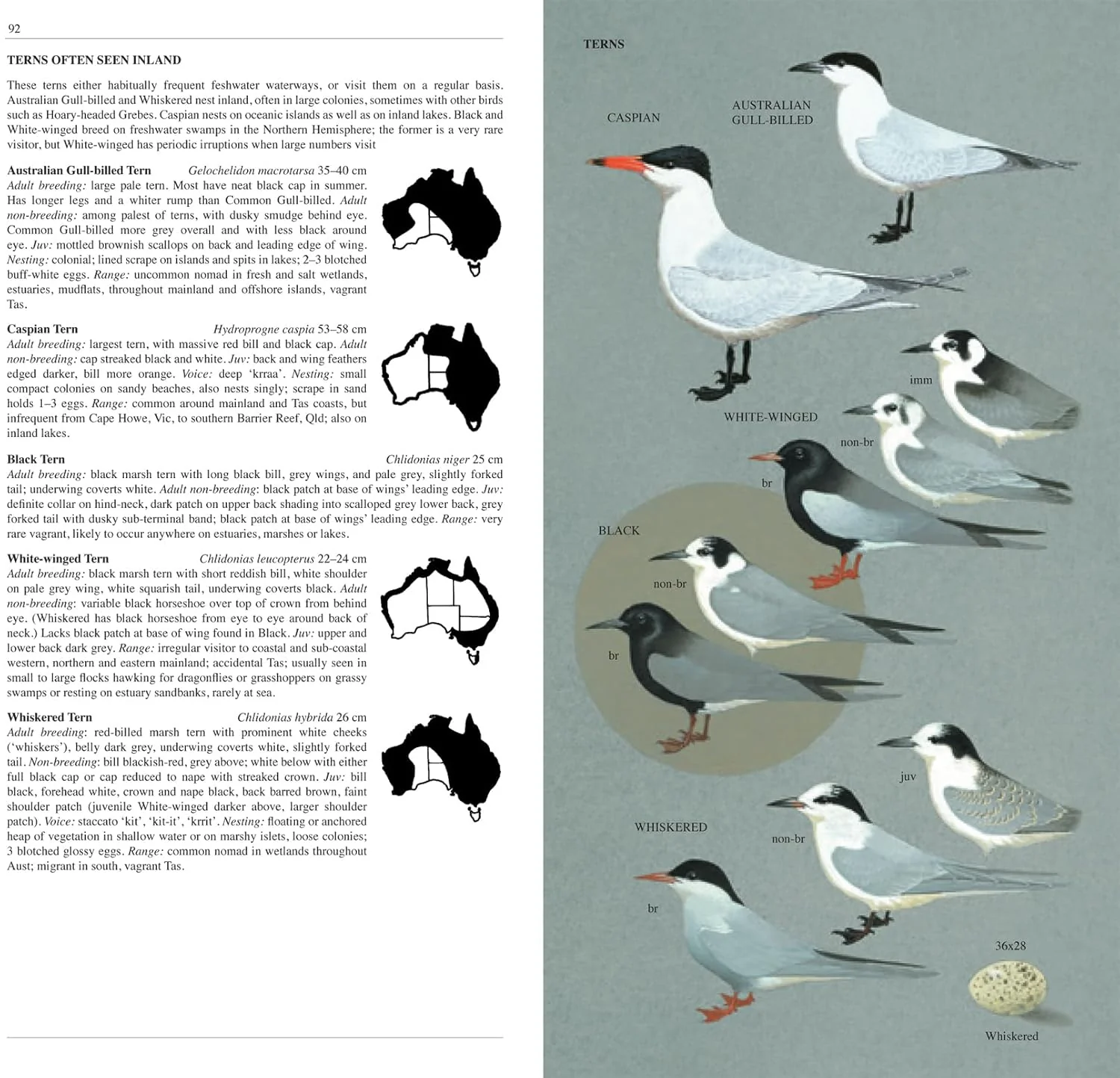 Slater Field Guide To Australian Birds Third Edition - Image 2