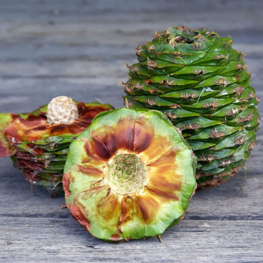 Ziggy's Smoked Wild Bunya Pine Vinegar - Image 2